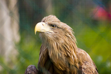 eagle