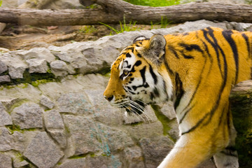 tiger