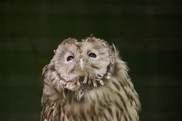 owl