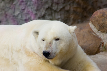 polar bear