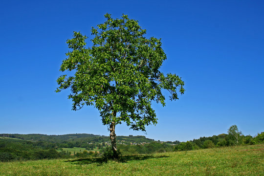 sole tree