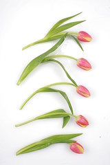 tulip