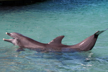 dolphin show off
