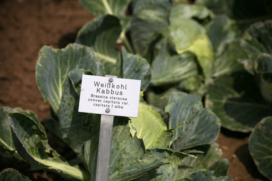 wei&szlig;kohl