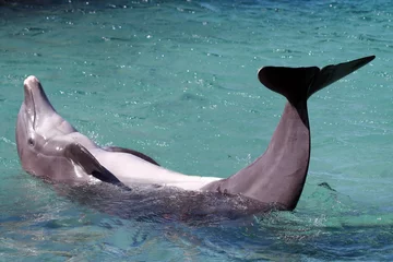 Crédence de cuisine en verre imprimé Dauphin dauphin sur le dos