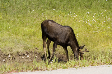 thirsty moose near the icefield parkway