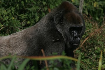 female gorilla 2