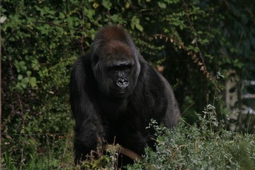 female gorilla 1
