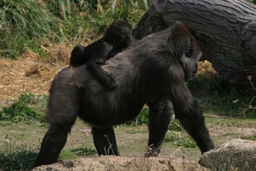 mother and baby gorilla 1 © michael luckett