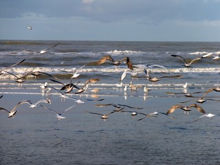 seagulls on the beach