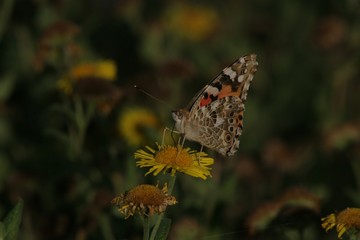 painted lady butterfly underside