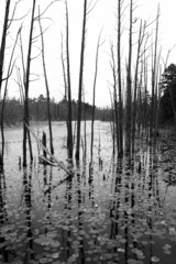 swampland,pine barrens