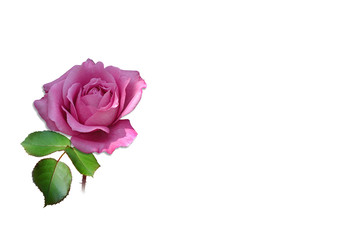 eine rose in naturfarbe pink bzw. lila