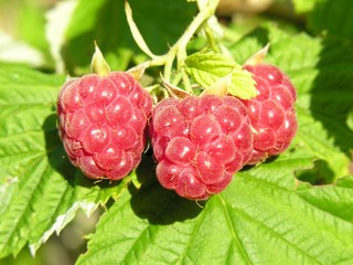 berry- raspberry