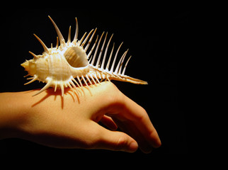 shell on the hand