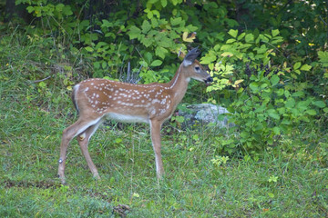 whitetail fawn