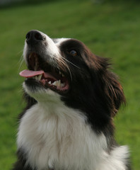 border collie 5