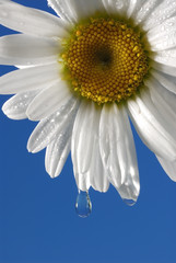 daisy water droplet