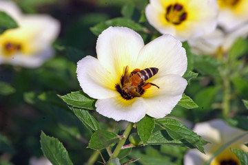 bee in flower