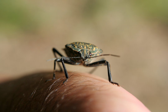 walking bug