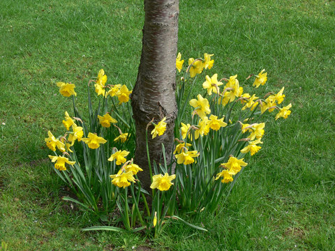 london_flowers03