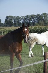 Obraz premium pferd 04