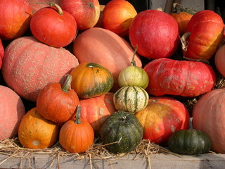 kürbis