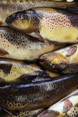 fresh fish