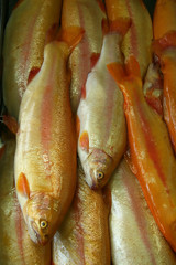 fresh fish