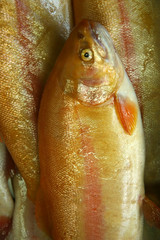 fresh fish