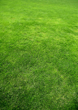 Fond v&eacute;g&eacute;tal d'une pelouse verte au printemps