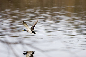reflected flight