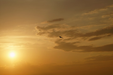 Fototapeta na wymiar bird on sunset