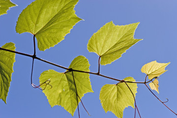 weinblätter im gegenlicht