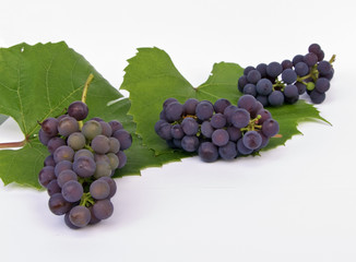 Fototapeta premium grape