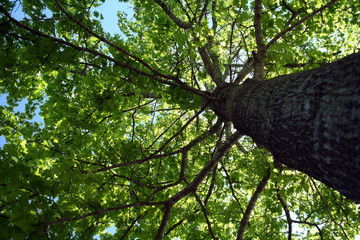 tree foliage © Amy Walters