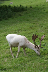 white roe deer