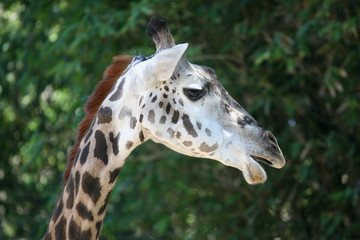 giraffe