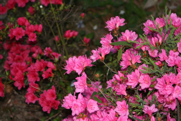 pink and red azaleas