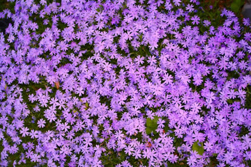 Obraz premium purple flower cover