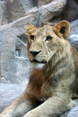 close-up lion