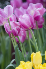 purple and yellow tulips