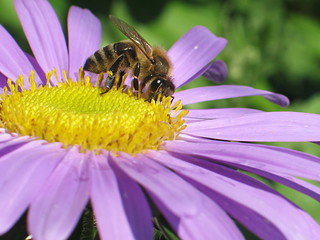 bee collecting polen