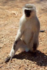 velvet monkey