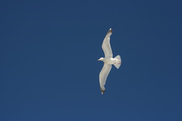 Obraz premium en vol