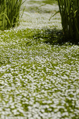 chamomile lawn