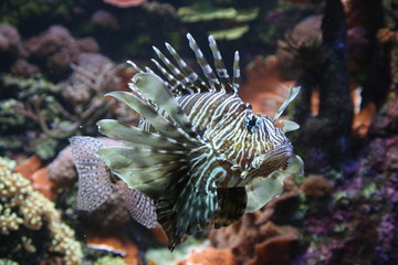 poisson des tropiques