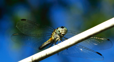 dragonfly