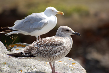 mouettes quiberonnaise