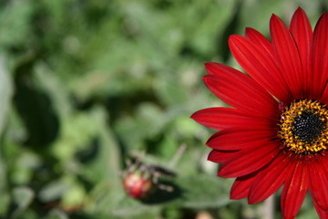 red gerbera